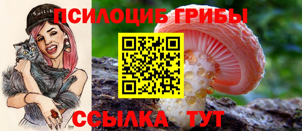 Псилоцибиновые грибы прущие грибы Санкт-Петербург