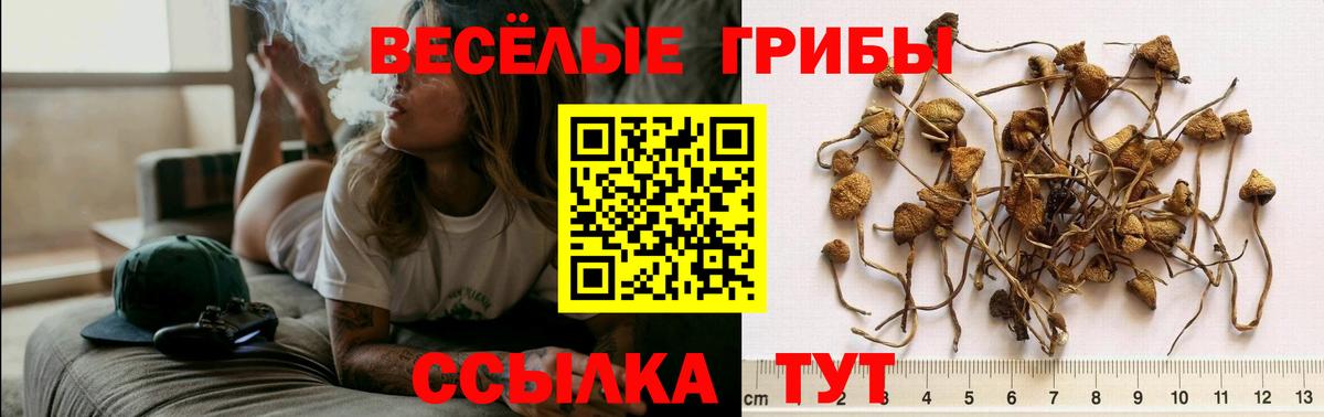 Санкт-Петербург  Галлюциногенные грибы Psilocybine cubensis  купить   Вход с VPN  Псилоцибиновые грибы ЛСД 